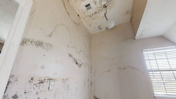 Best Attic Mold Removal  in Anamosa, IA