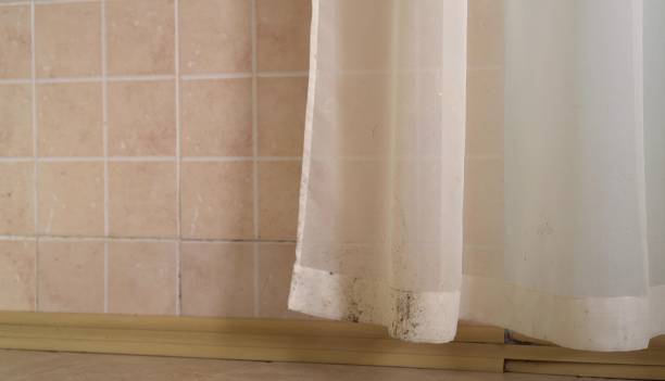 Reliable Anamosa, IA Mold Removal Solutions