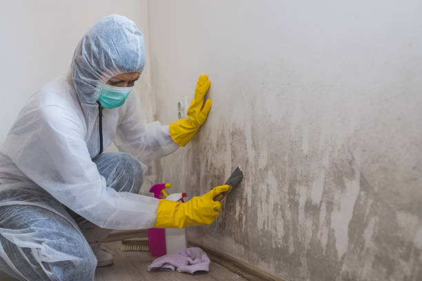 Best Mold Odor Removal Services  in Anamosa, IA