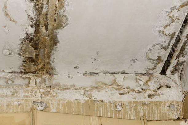Best Mold Prevention Services  in Anamosa, IA