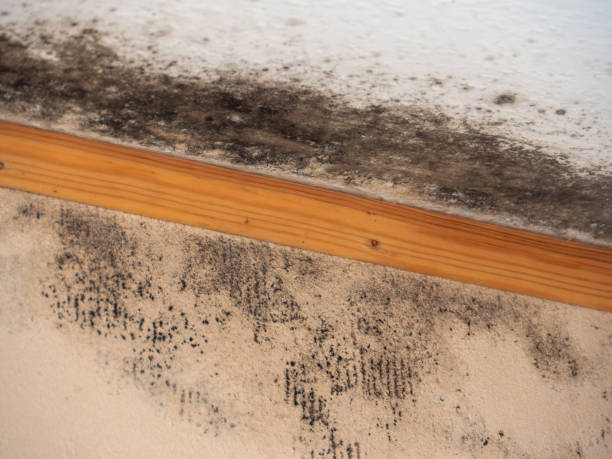 Best Industrial Mold Remediation  in Anamosa, IA