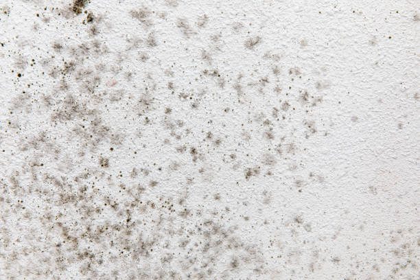 Dehumidification Services in Anamosa, IA